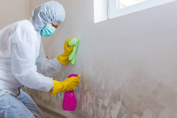 Professional Mold Inspection in Jacksonville, TX