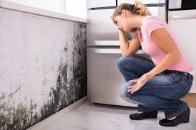 Why You Should Choose Our Mold Remediation Services in Jacksonville, TX